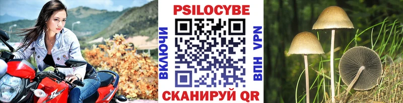 kraken вход  Хадыженск  Псилоцибиновые грибы Psilocybe 